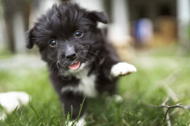 schnauzer chihuahua mix puppy Training and Exercise Needs