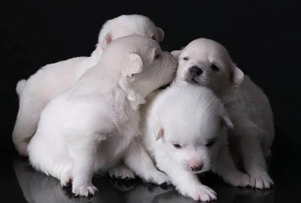 schnauzer chihuahua mix puppy Characteristics and Care for Sch'nauzchi Mixes
