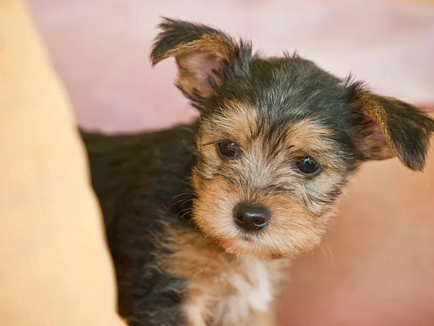 schnauzer chihuahua mix puppy Adopting a Schnauzer Chihuahua Mix