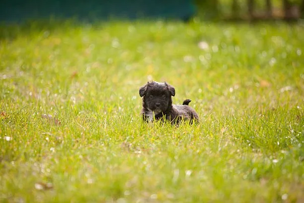 schnauzer chihuahua mix puppy Diet and Nutrition