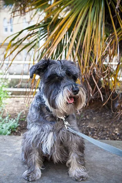  schnauzer chihuahua mix Responsible Pet Ownership: Adoption, Puppy Care, and Community Support