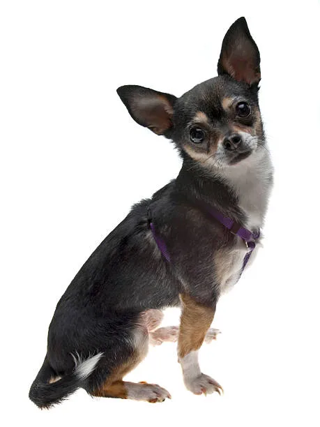  schnauzer chihuahua mix Adoption Tips