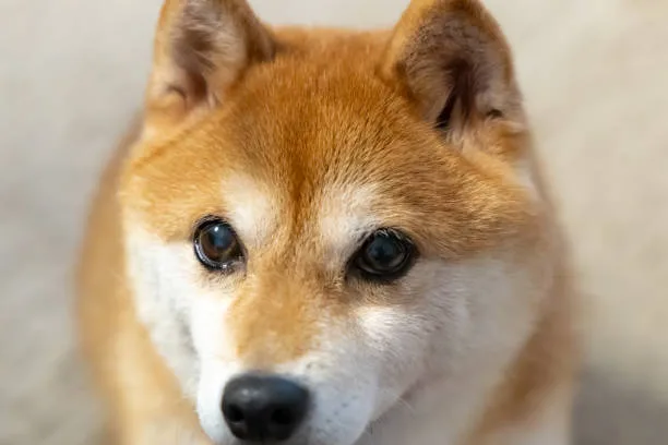 shiba inu chihuahua mix Temperament and Behavior
