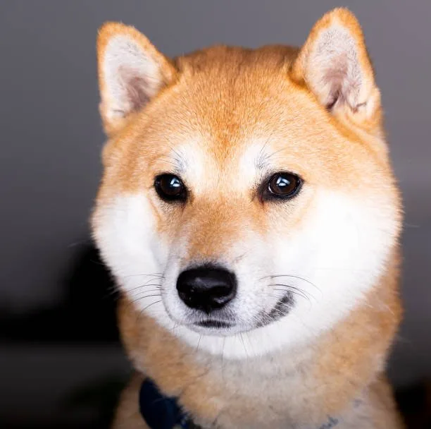 shiba inu chihuahua mix Suitable Home Environment