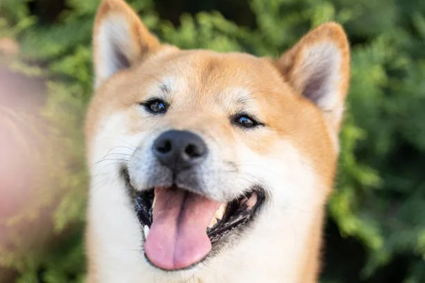 shiba inu chihuahua mix Training and Socializing Your Shiba Inu Chihuahua Mix