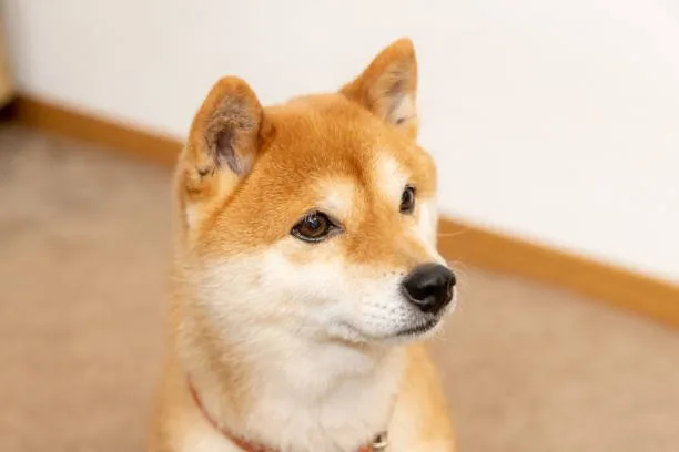 shiba inu chihuahua mix Common Questions Answered