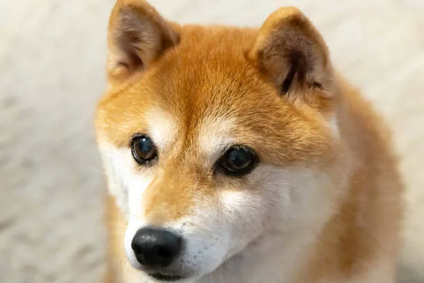  shiba inu chihuahua mix puppies Conclusion: Is a Shiba Chi Right for You?
