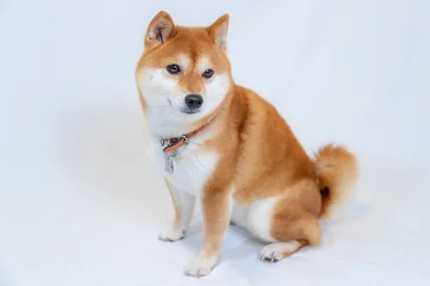  shiba inu chihuahua mix puppies A Blend of Genetics: Health and Development in Designer Breeds