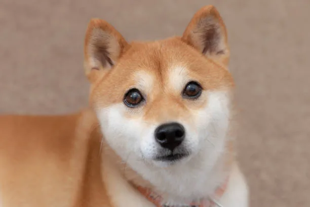  shiba inu chihuahua mix puppies Grooming and Care