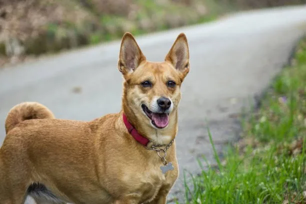  shiba inu chihuahua mix puppies Temperament and Personality Traits