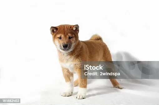 shiba inu chihuahua mix Diet and Nutrition
