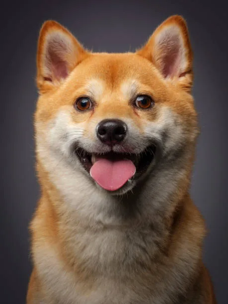 shiba inu chihuahua mix Health and Care