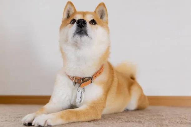 shiba inu chihuahua mix Training and Socialization