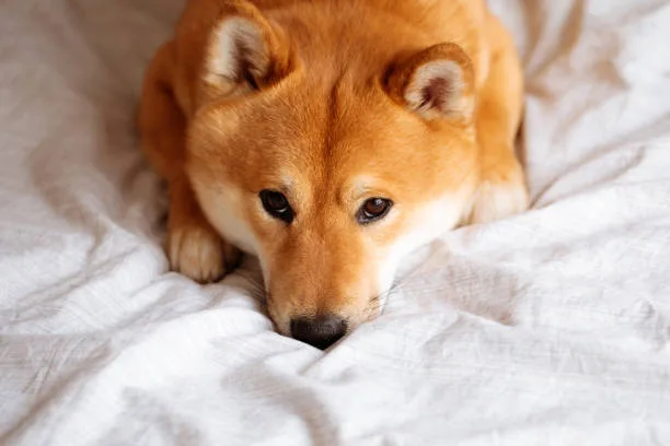  shiba inu mix chihuahua Health Considerations