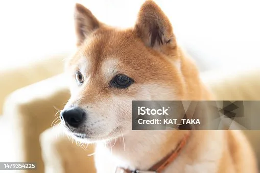  shiba inu mix chihuahua Exercise Requirements