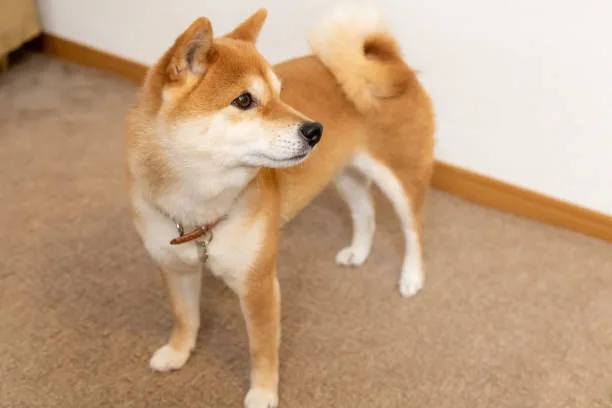  shiba inu mix chihuahua Summary: Is the Shiba Inu Mix Chihuahua Right for You?
