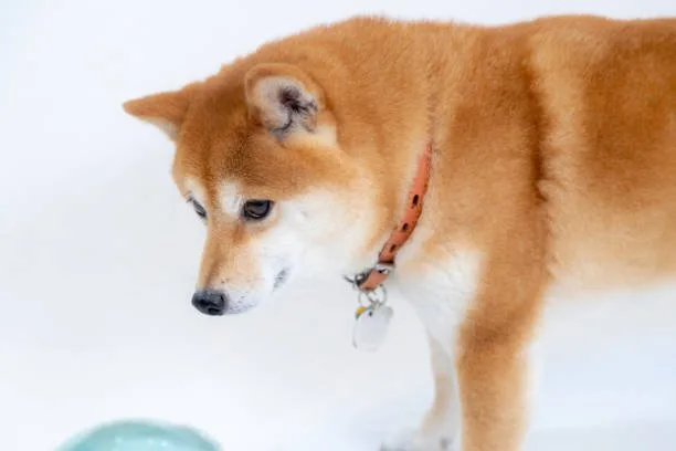  shiba inu mix chihuahua The Compact Companion: Shiba Inu-Chihuahua Mix and Apartment Life Convenience
