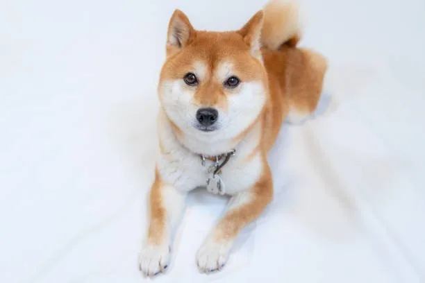  shiba inu mix chihuahua Socialization and Training