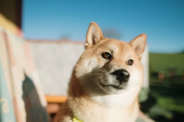  shiba inu mix chihuahua Adoption and Choosing the Right Puppy