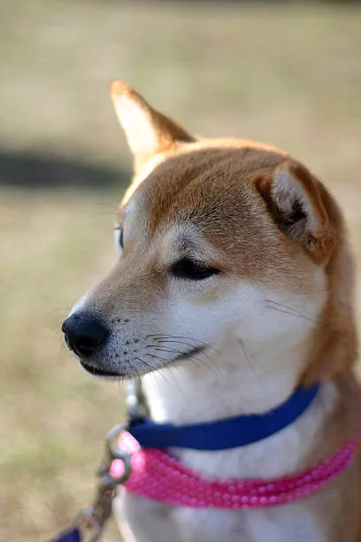 shiba inu mixed with chihuahua Health and Lifespan