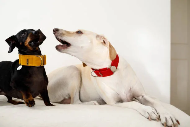  weiner dog and chihuahua mix Common Questions Answered