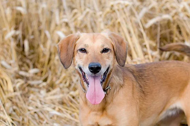  weiner dog and chihuahua mix Diet and Nutrition