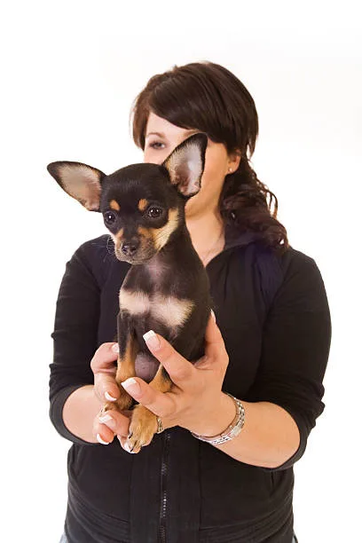  weiner dog and chihuahua mix Chiweenie Behavioral Dynamics