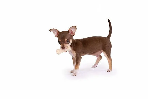  weiner dog and chihuahua mix Health and Wellness in Chiweenies
