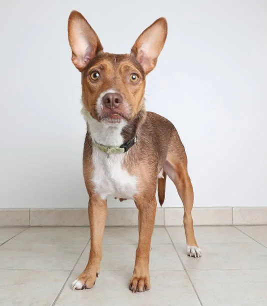  weiner dog mix with chihuahua Training and Socializing Your Pocket-Sized Pooch