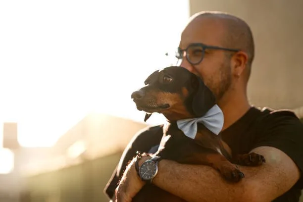 weiner dog mixed with chihuahua Training and Exercise Needs