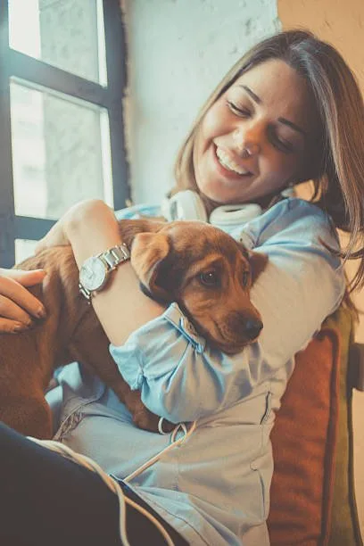 weiner dog mixed with chihuahua How to Find and Select a Weiner Dog Chihuahua Mix