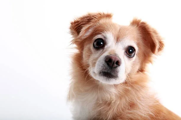 Brindle chihuahua Conclusion: Fulfilling the Needs of Your Brindle Chihuahua
