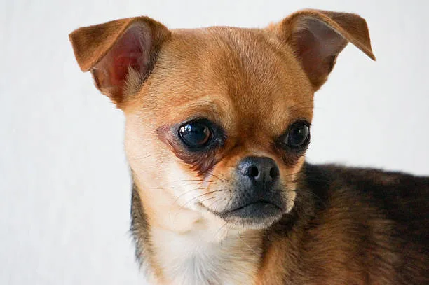 Brindle chihuahua Training Techniques and Exercise Essentials