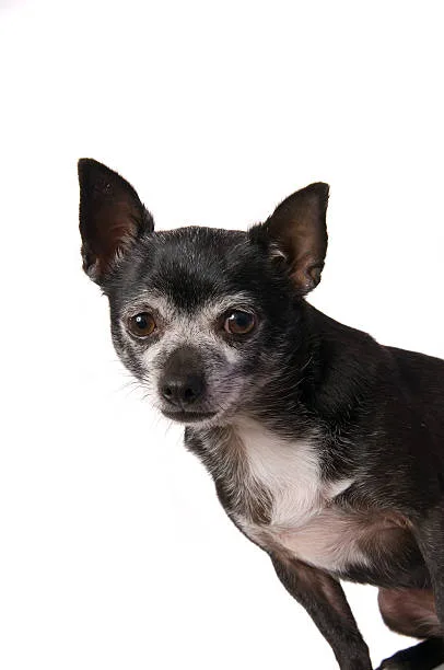 Can a chihuahua be a service dog Care and Maintenance of Chihuahua Service Dogs