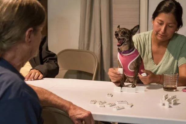 Can a chihuahua be a service dog Ensuring the Well-being of Chihuahuas in Their Service Roles