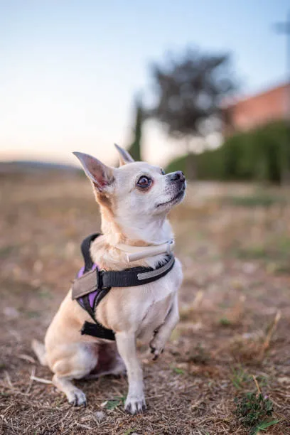 Can a chihuahua be a service dog The Training Process for Chihuahua Service Dogs
