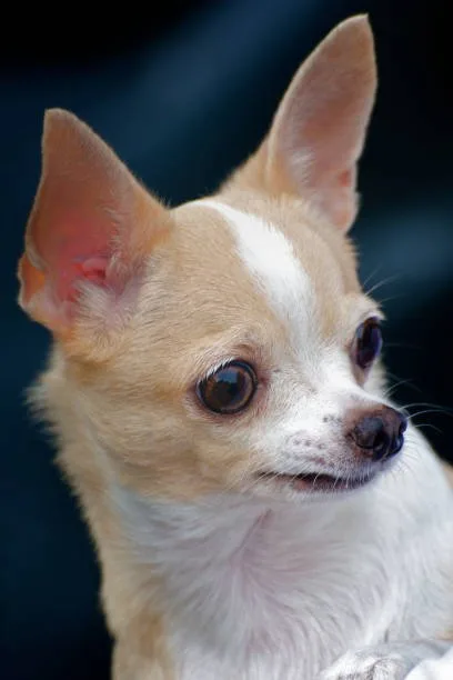 Can a chihuahua be a service dog Training and Certification Process for Chihuahua Service Dogs
